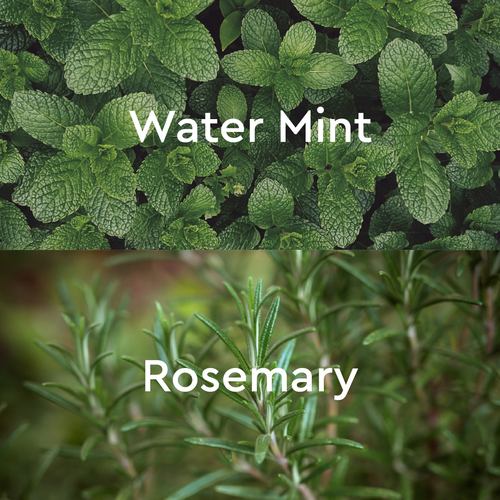 Goodbye Stress Rosemary & Water Mint Aromatherapy Bubble Bath