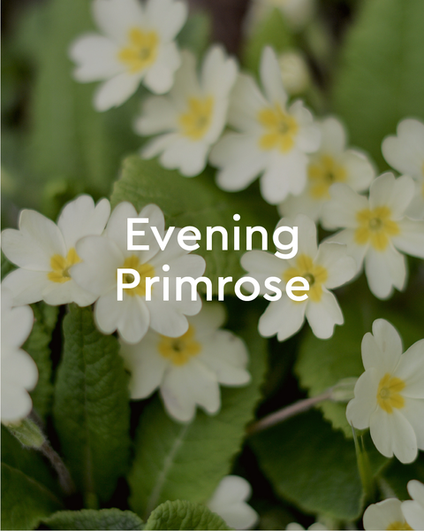 Calming Evening Primrose Body Wash