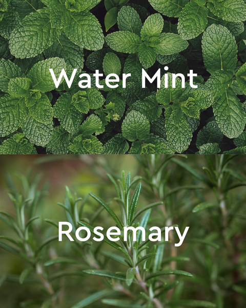 Goodbye Stress Rosemary & Water Mint Aromatherapy Bath Oil