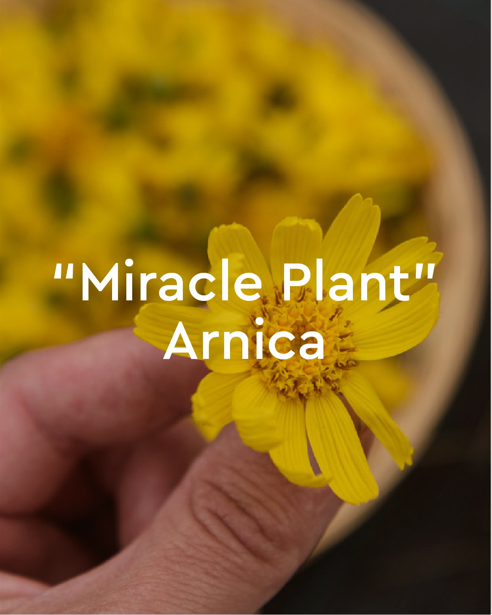 Joint & Muscle Arnica Intensive Cream - Back view