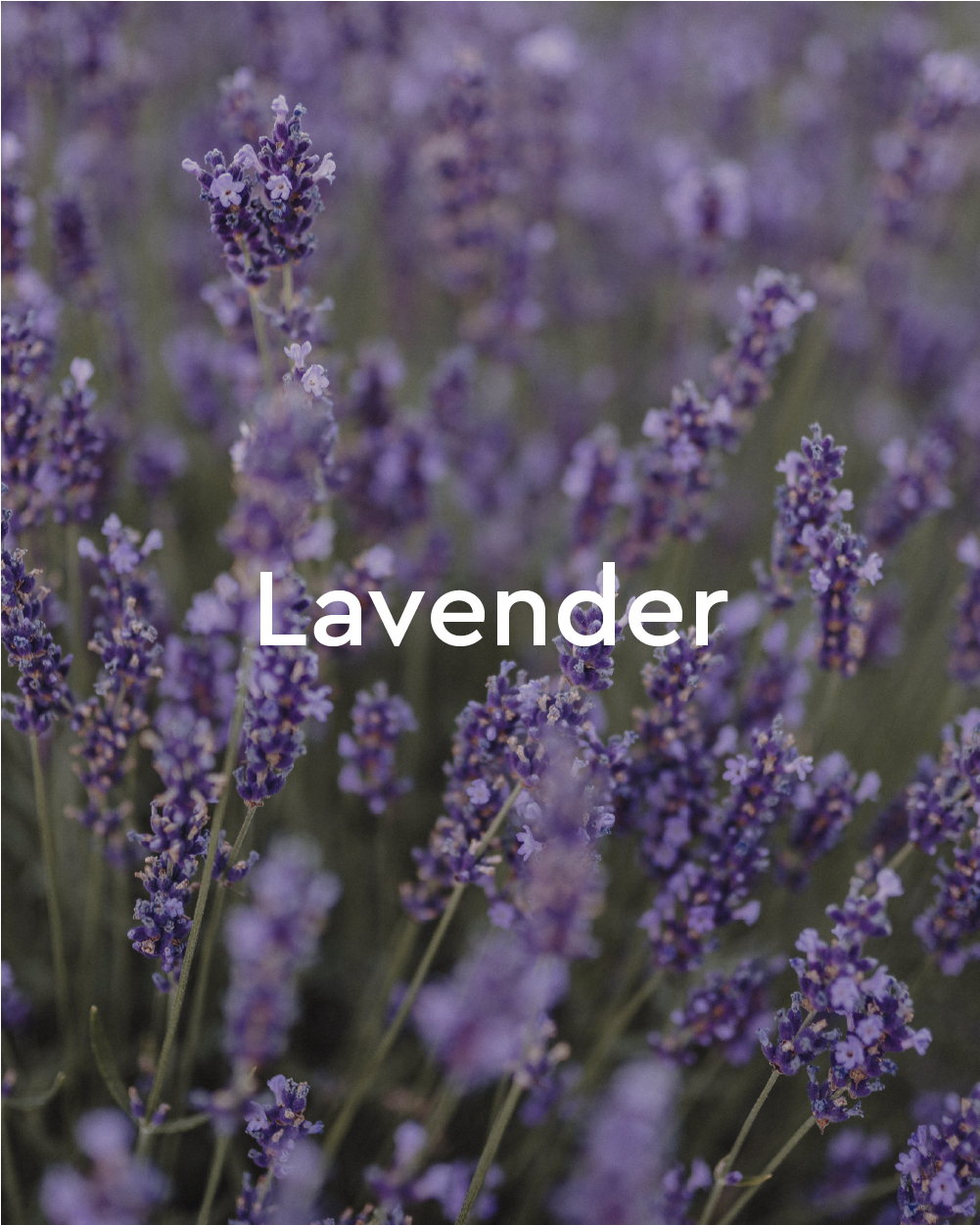 Relaxing Lavender Bath Oil - Right view