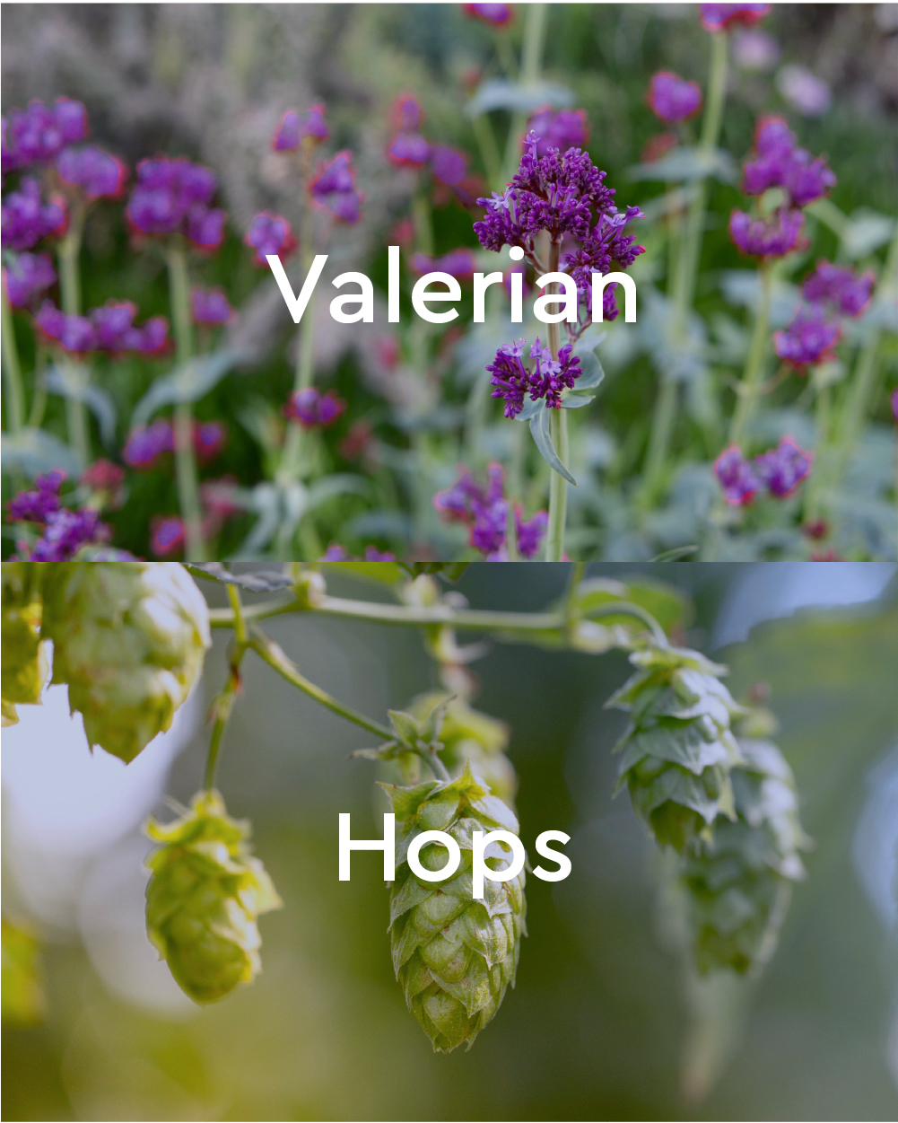 Dream Away Valerian & Hops Bath Oil - Back view