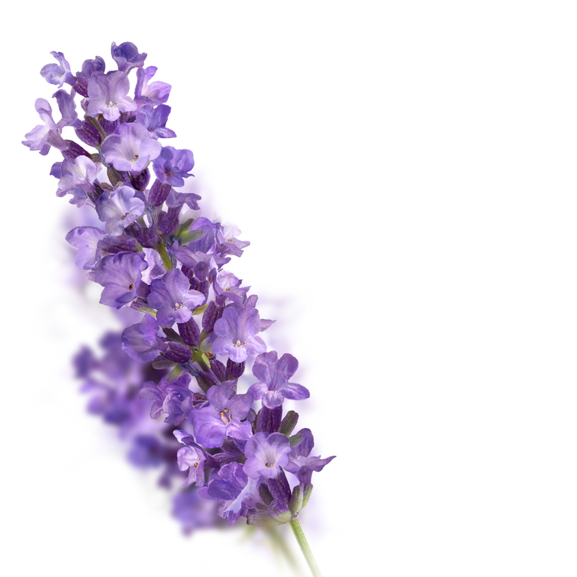 Huidolie Relaxing - Rechterzijaanzicht