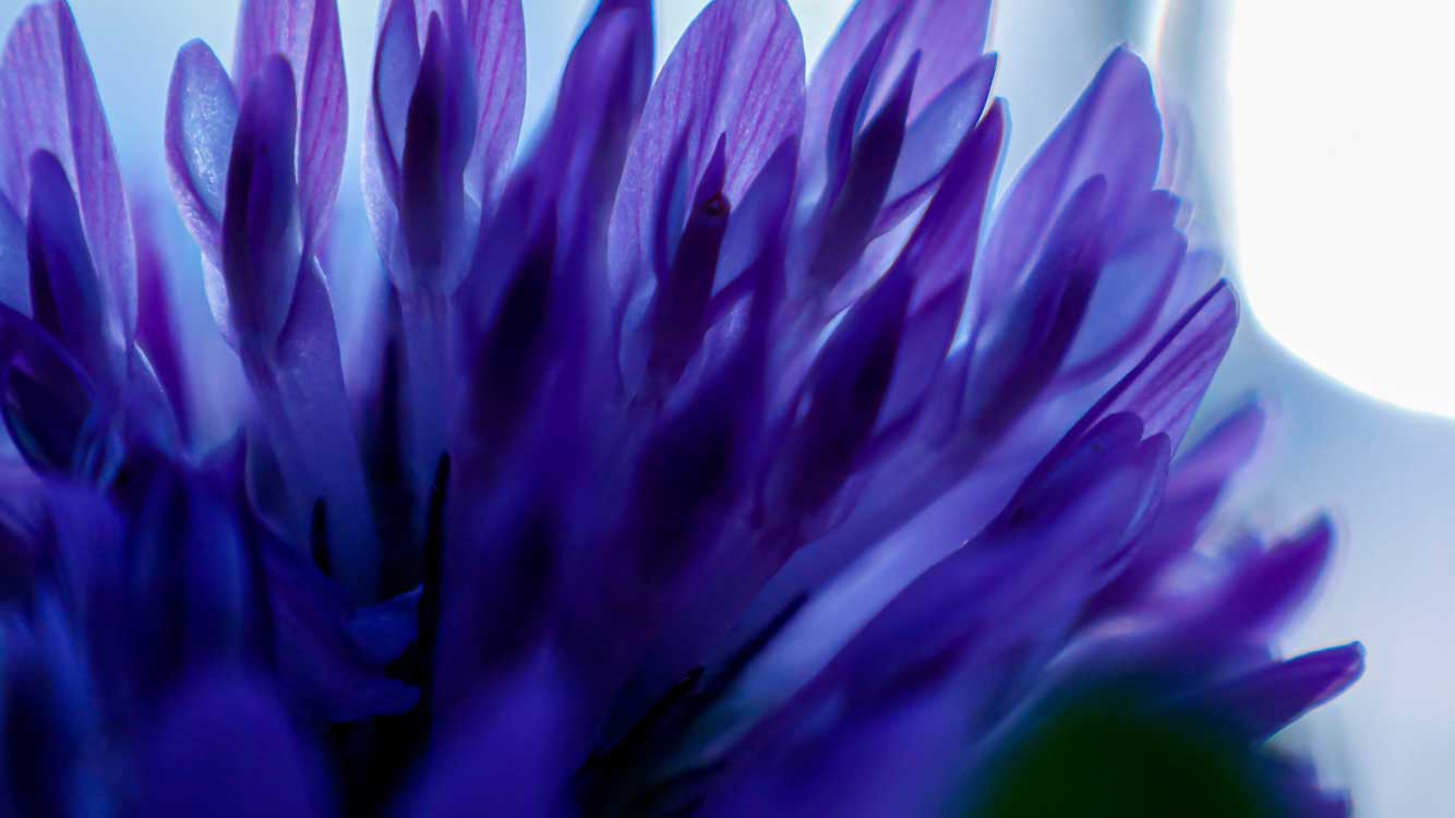 Image pour la cat&eacute;gorie Bakuchiol