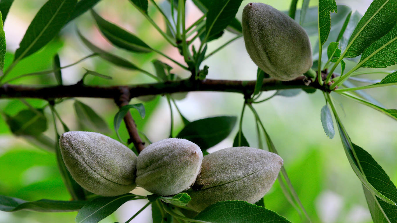 Image pour la cat&eacute;gorie Huile d'amande