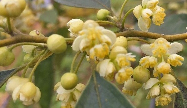 Imagen para la categoría Litsea cubeba