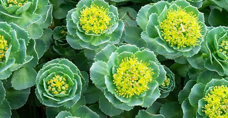 Imagen para la categoría Propiedades de la Rhodiola: La raíz de oro
