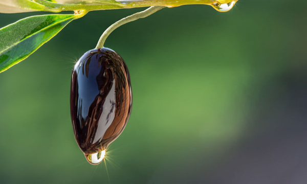 Afbeelding voor categorie De kracht van natuurlijke oliën in huidverzorging