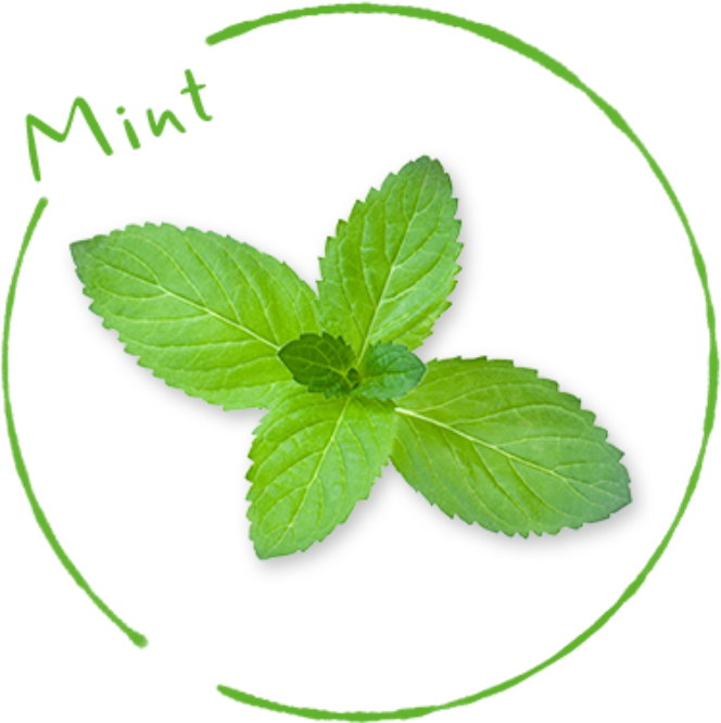 Mint