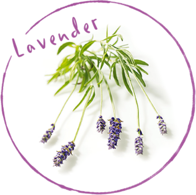 Lavender