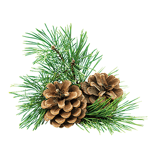 パイン＜松の木＞※