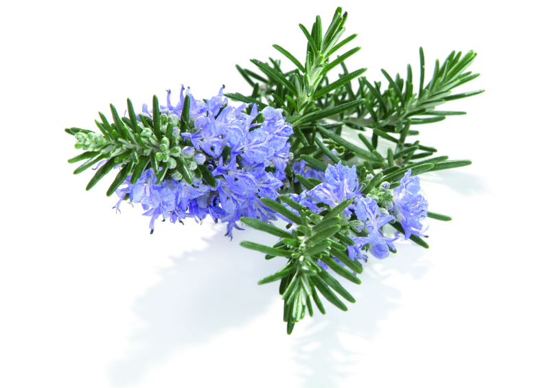 ローズマリーの花